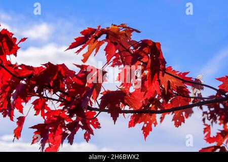 Hojas de otoño, Arce rojo, Acer rubrum contra el cielo azul y las nubes blancas. Foto de stock