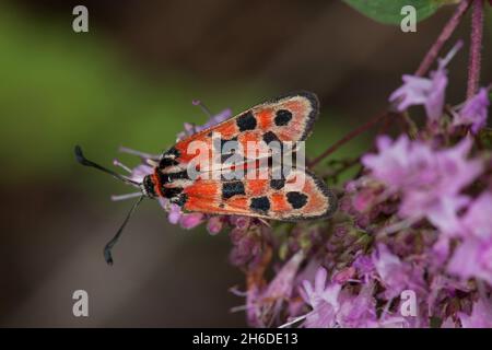 Auspicioso Burnett Moth (Zygaena fausta, Zygaena faustina), sentado en flor lila, vista desde arriba, Alemania Foto de stock