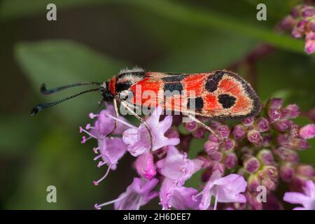 Auspicioso Burnett Moth (Zygaena fausta, Zygaena faustina), sentado en flor lila, vista lateral, Alemania Foto de stock