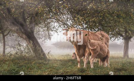 Vaca con ternera en un prado en una mañana de otoño llena de niebla Foto de stock