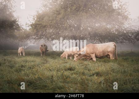 Una manada de vacas en un prado en una mañana de otoño llena de niebla Foto de stock