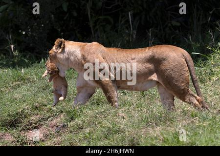 León (Panthera leo) en la sabana, el Parque Nacional de Masai Mara, Kenia, África oriental, África