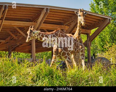 Un par de jirafas en el zoológico y acuario Henry Doorly de Omaha en Omaha, Nebraska Foto de stock