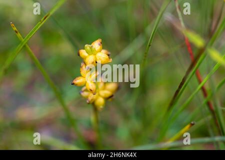 Frijol bog (Menyanthes trifoliata), frutero, Esterfeld Moor, Baja Sajonia, Alemania Foto de stock