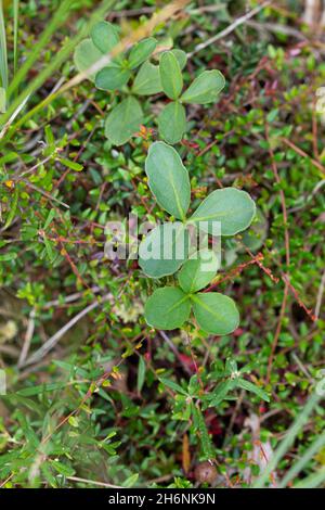 Frijol bog (Menyanthes trifoliata), hojas de arriba, Esterfelder Moor, Baja Sajonia, Alemania Foto de stock