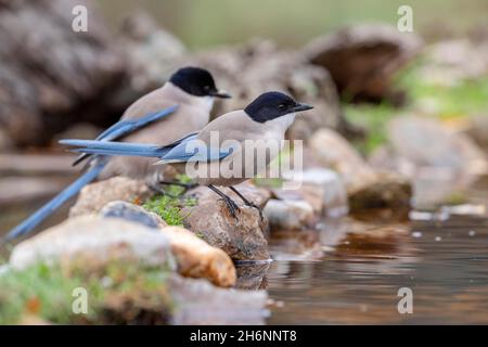 Magpies de azure (Cyanopica cyana) en el agua, Andalucía, España Foto de stock