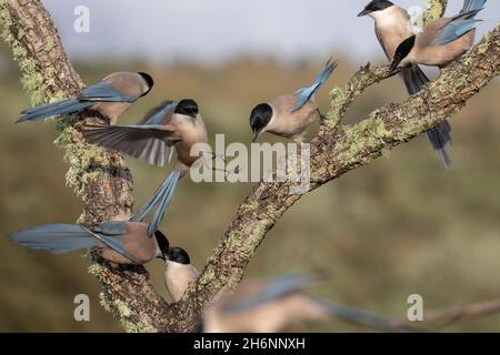 Varias magpies de alas azules (Cyanopica cyana) en rama, Andalucía, España Foto de stock