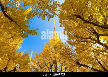 Los árboles de Ginkgo de color amarillo vistos en la avenida Jingu Gaien Ginkgo de Tokio. El cambio de estaciones tiene un lugar especial en la cultura japonesa. Al igual que la vista de la flor de los cerezos en primavera, el llamado 'Kouyo' (hojas que cambian de color en otoño) es muy popular entre los japoneses. (Foto de Stanislav Kogiku / SOPA Images/Sipa USA)