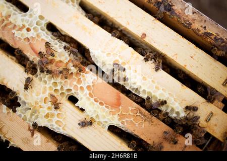 El funcionamiento interno de una colmena de langstroth en Alberta rural. Las abejas melíferas se agrupan en marcos cubiertos de cera en una granja de miel.