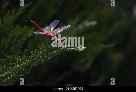 Libélula roja sentada, descansando sobre una rama en el bosque. Insecto con cola larga, ojos grandes. Libélula cansada descansando en la luz del sol del verano. Salvaje n