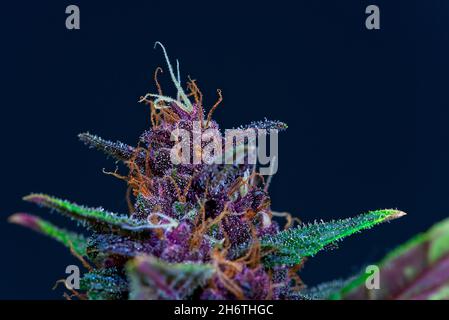 Primer plano de la variedad púrpura de cannabis hembra indica planta superior brote con hojas frescas.