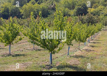 Árboles frutales con manga de malla protectora alrededor de tronco Orchard  Fotografía de stock - Alamy