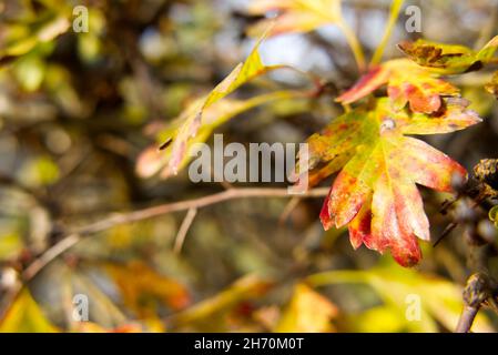 Primer plano de una hoja de espino (Crataegus) que se convierte de verde a amarillo, naranja y rojo en un día soleado en otoño. Copiar espacio a la izquierda.