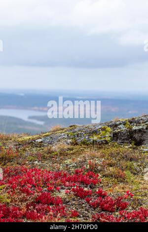 Vista otoñal colorida con hojas rojas brillantes de Arándano Alpino (Arctous alpina, Arctostaphylos alpina) en el frente desde la cima de la colina de Iivaara du Foto de stock