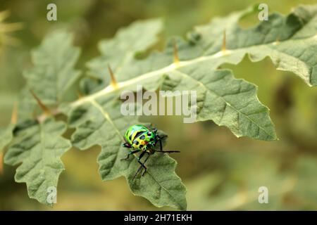 Pequeño escarabajo de joya verde en una hoja cerca de la calle. La foto fue capturada en Bangladesh. Es una de las categorías locales de escarabajos comunes. Foto de stock