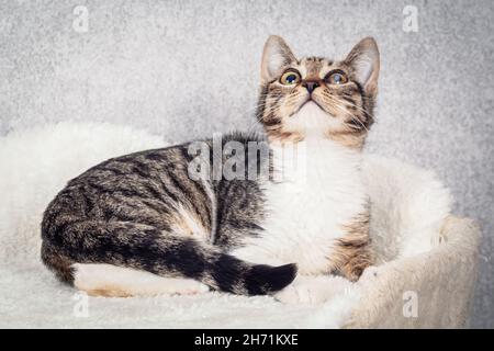 Un gatito de grey a rayas está acostado en una cama de piel blanca Foto de stock