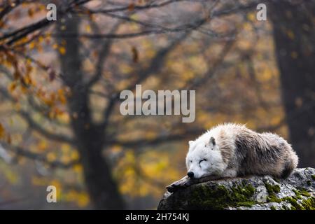 Lobo ártico descansando en un bosque