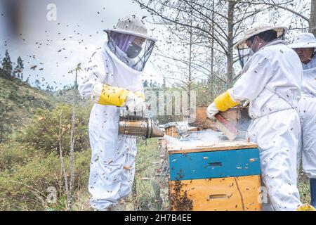 Una mujer en un traje protector fuma sobre panales de miel de granja, mientras que otros dos apicultores trabajan rodeados de abejas Foto de stock