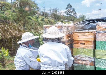 Dos apicultores arreglan panales en un vehículo Foto de stock