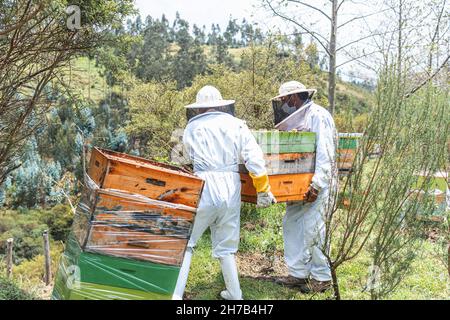 Dos apicultores masculinos llevan panales en el campo Foto de stock