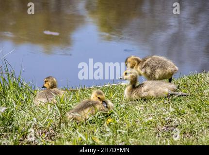 Baby goslings sentados a lo largo del borde de Jerusalem Pond en St. Croix Falls, Wisconsin USA.