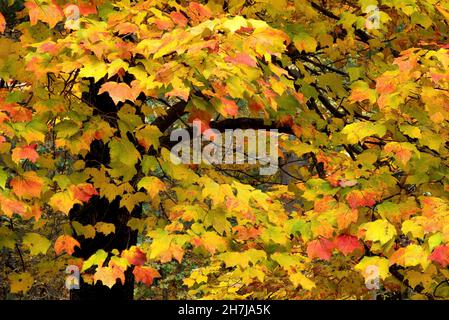 Cambios estacionales. Ramas de arce antiguo con hojas coloridas que cambian a tonos otoñales de amarillo, naranja y rojo.