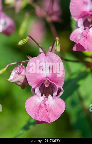 Flores del balsam del Himalaya (impatiens gladululifera) en flor