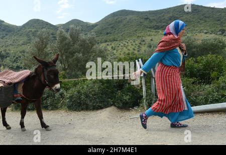 Una mujer marroquí tirando de su burro a lo largo de la carretera en las montañas Rif en el norte de Marruecos. Foto de stock