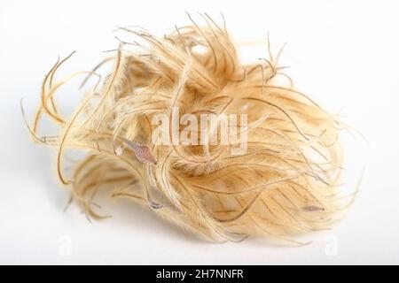 Cabeza de planta Clematis. Cabeza de semilla de feathery de clematis 'Nelly Moser' aislada sobre un fondo blanco. REINO UNIDO Foto de stock