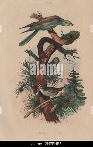 Aves: Roitelet (Wren). Rollier (rodillo), impresión de antigüedades 1833 Foto de stock