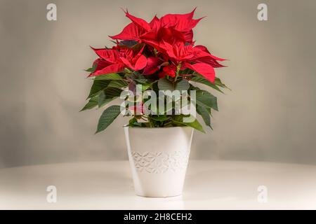 Fondo festivo de la flor de pascua y la nieve para vacaciones de invierno o  Navidad Fotografía de stock - Alamy