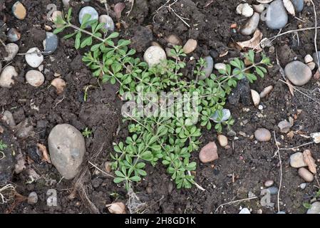 Los limpiadores (Galium aparine) postran la planta en el suelo, importand cultivable y la hierba del jardín, Berkshire, marzo Foto de stock