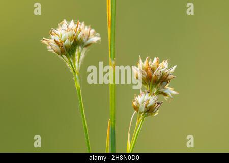 White beak-sedge (Rhynchospora alba), Goldenstedt, Baja Sajonia, Alemania Foto de stock