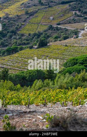 Paisaje de viñedos cerca de Collioure, Pirineos Orientales, Roussillon, Costa Vermilion, Francia Foto de stock