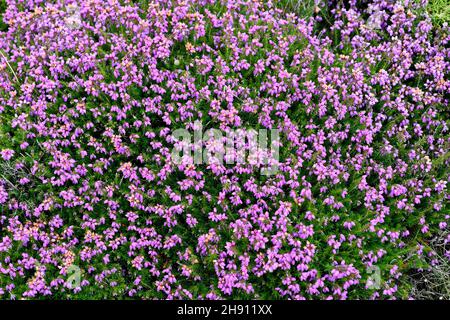 Bell heather (Erica cinerea) es un arbusto nativo de Europa occidental, desde el norte de España hasta el sur de Noruega. Esta foto fue tomada en Cabo de Penas,