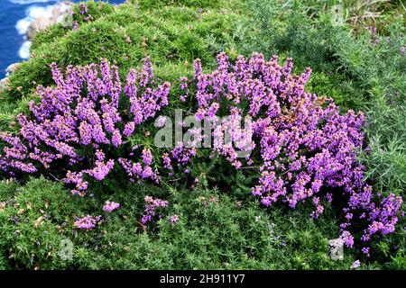 Bell heather (Erica cinerea) es un arbusto nativo de Europa occidental, desde el norte de España hasta el sur de Noruega. Esta foto fue tomada en Cabo de Penas,