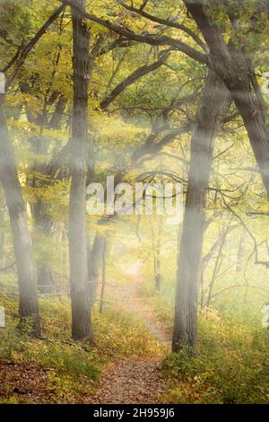 La niebla matutina envuelve un sendero boscoso con árboles dominantes teñidos de color otoñal Foto de stock