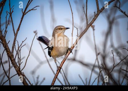 Pájaro cardo del norte - Mimus polyglottos - encaramado en rama en invierno. Foto de stock