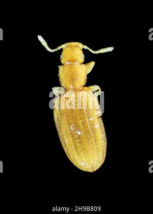 Pequeño escarabajo de carroñero marrón minuto (1,4mm en longitud, Latridiidae o Akalyptoischiidae, posiblemente Akalyptoischion sp.) encontrado dentro de un dispositivo de luz Foto de stock