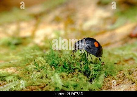 Macro de escarabajo de dama de dos camas en el ambiente natural del hábitat Foto de stock