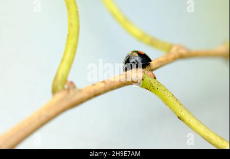 Macro de escarabajo de dama de dos camas en el ambiente natural del hábitat Foto de stock