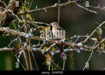 Campo Sparrow - Spizella pumilla - encaramado en árbol con ramas espinosas Foto de stock