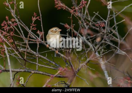 Campo Sparrow - Spizella pumilla - encaramado en ramita con nuevos brotes de primavera Foto de stock