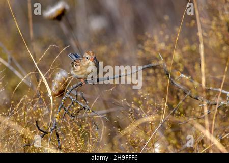 Campo Sparrow - Spizella pumilla - encaramado en ramita en hierba alta y vegitación Foto de stock