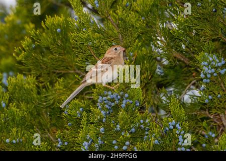 Campo Sparrow - Spizella pumilla - encaramado en Juniper Tree. Cola larga Foto de stock