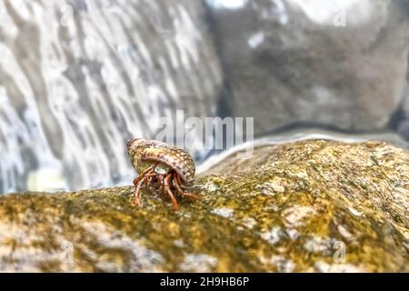 Un pequeño cangrejo de mar en una piedra húmeda. Fauna marina. Foto de stock