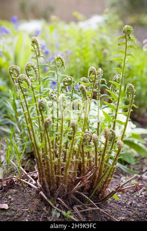 Planta de helecho dryopteris filix-mas (helecho de madera) creciendo en un jardín del Reino Unido, nuevo crecimiento de frondas en primavera