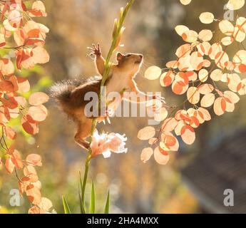 la ardilla roja sube en una flor de gladiolo Foto de stock