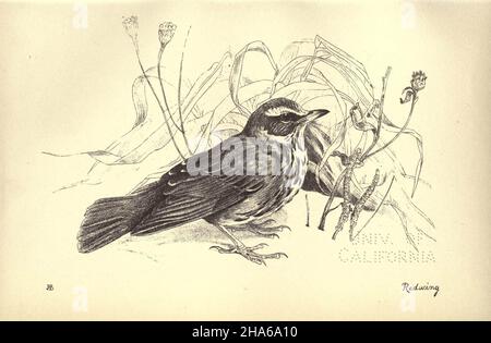 'Redwing', de la placa 19 de Aves de Moidart y otros lugares (1895).