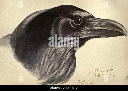 'El cuervo', de la placa 47 de Aves de Moidart y otros lugares (1895).